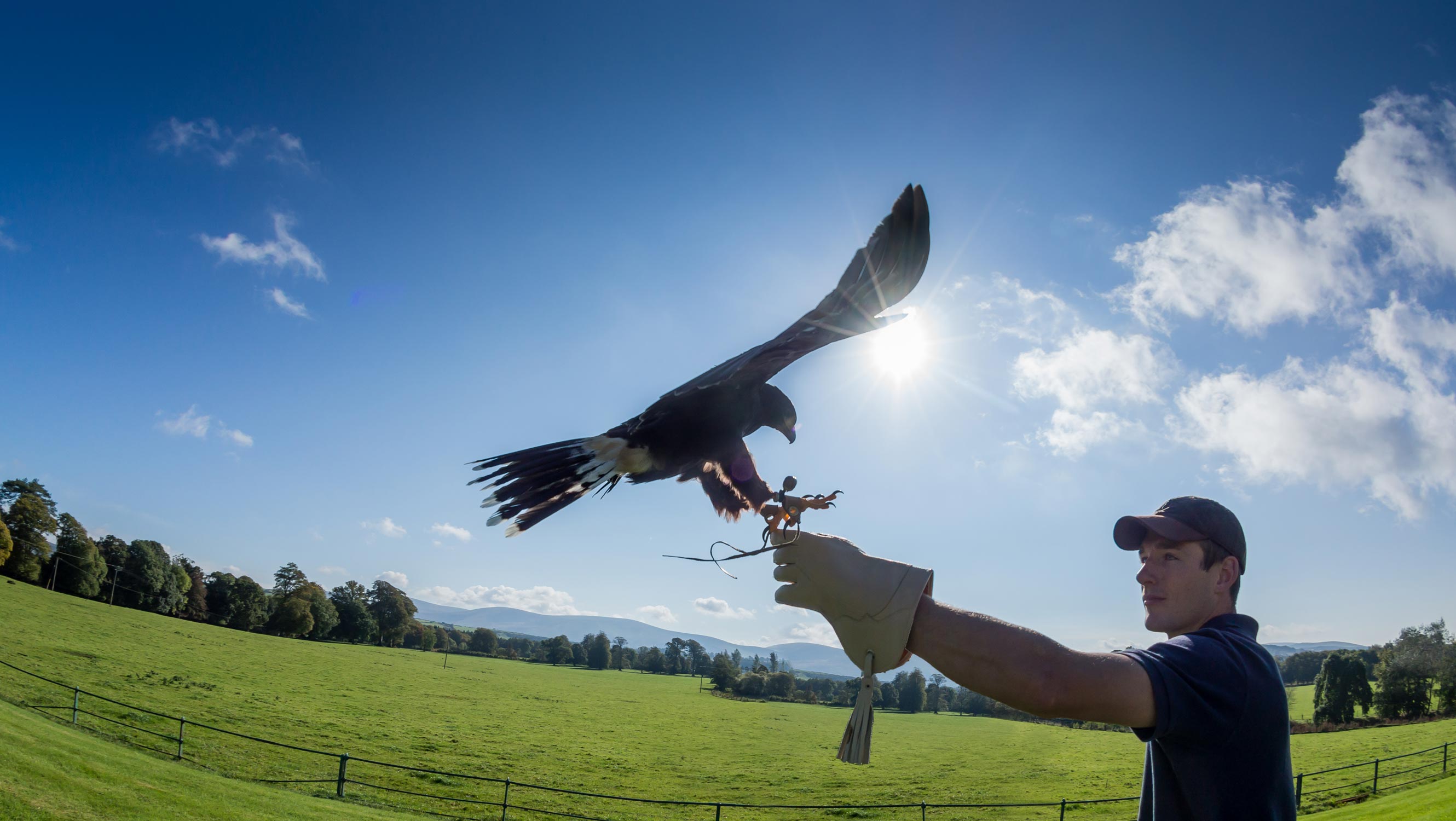 slider-falconry1